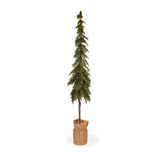 206cm Potted Nordic Pine Tree (7358159683650)